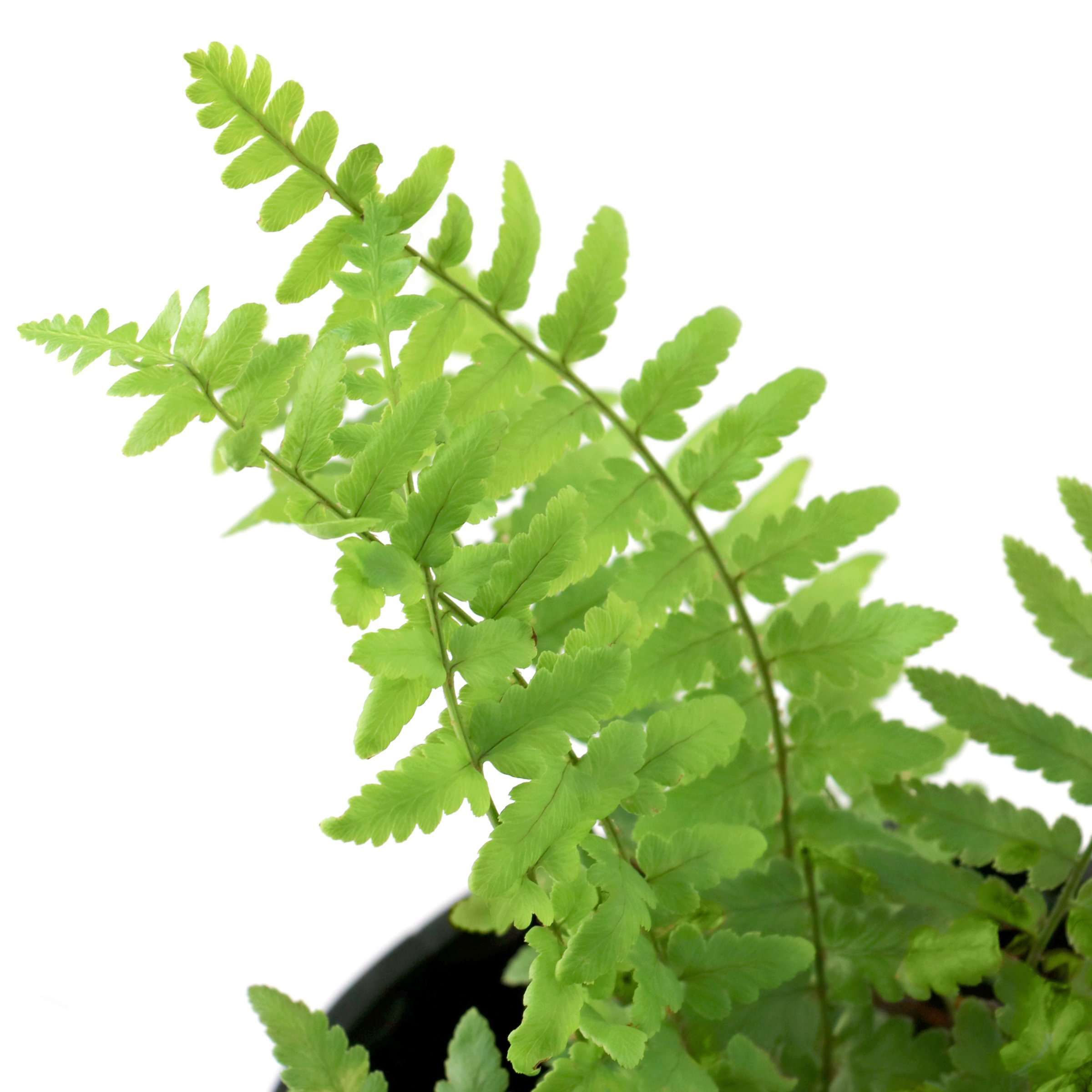 National Plant Network 1 gal. Southern Shield Fern