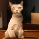 thumbnail image 1 of Cojín de gato de la vida Real, almohada de felpa de gato vivo, Animal de peluche simulado, juguete de felpa, dormitorio, sofá, decoración, 50CM, 1 of 5
