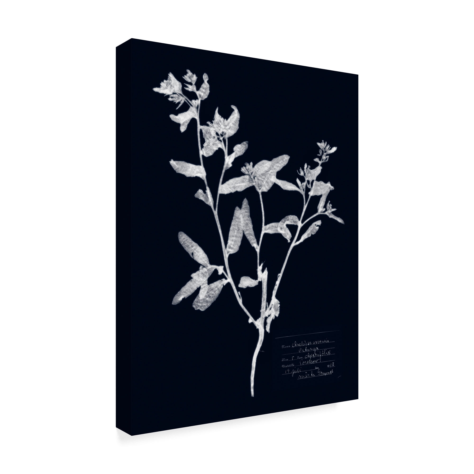 Trademark Fine Art 'Impressions on Indigo III' Canvas Art by Vision Studio