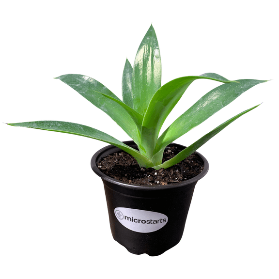 MicroStarts Live Blue Flame Agave Succulent Plant in 4 inch pot (1 count)