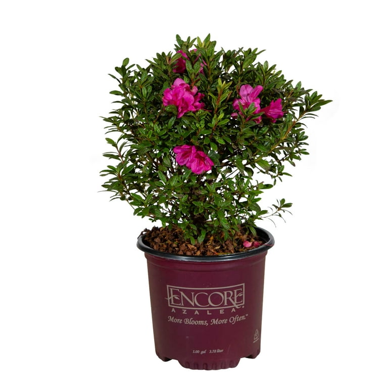 Encore Azalea Autumn Amethyst (1 Gallon) Lavender Purple Flowering