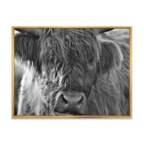 Designart 'Close Up Scottish Highland Cows Living On Moorland' Farmhouse Framed Canvas Wall Art Print
