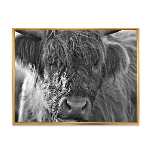 Designart 'Close Up Scottish Highland Cows Living On Moorland' Farmhouse Framed Canvas Wall Art Print