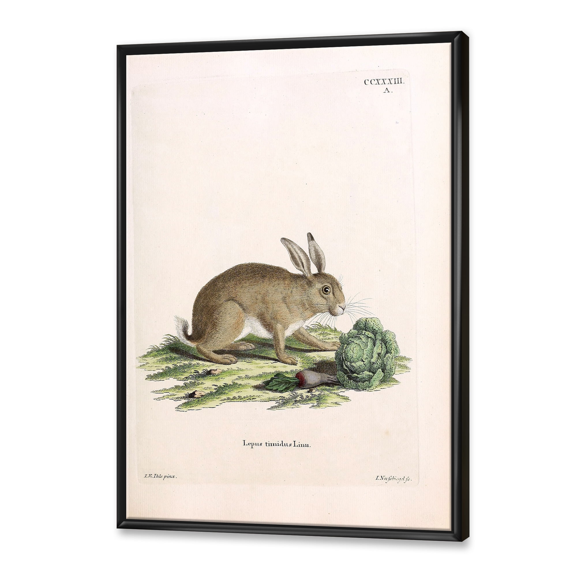 Designart 'Ancient Rabbits In Earth Tones' Farmhouse Framed Canvas Wall Art Print