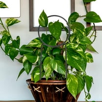 FRCOLOR 3 Pcs Stakes Plant Garden Trellis Support Frame Climbing Stands Indoor