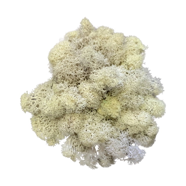 Artificial Green Moss Grass for Wall Decor - DIY Home Living Room Decorative Floral Accessory