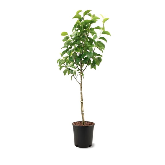 Expert Gardener 2-3 ft. tall Moonglow European Pear Live Tree in 5-Gallon Grower Pot