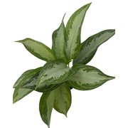 Silver Bay Chinese Evergreen Plant - Aglaonema - Low Light - 4 Pot