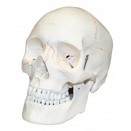 Vision Scientific Skull with Blood Vessels price history on PriceWatchPro