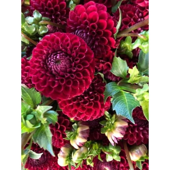 25 Cornel Dahlia Seeds Flower Perennial Flower Seed Flowering Bloom 1108 US SELL