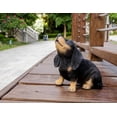 thumbnail image 1 of STATUE de Chiot Teckel Hurlant, 1 of 4