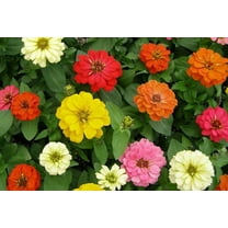 Seedville 250 Garden Zinnia Flower Seed, Attract Bees, Butterflies, Birds