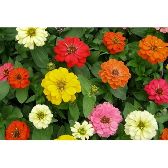 Seedville 250 Garden Zinnia Flower Seed, Attract Bees, Butterflies, Birds