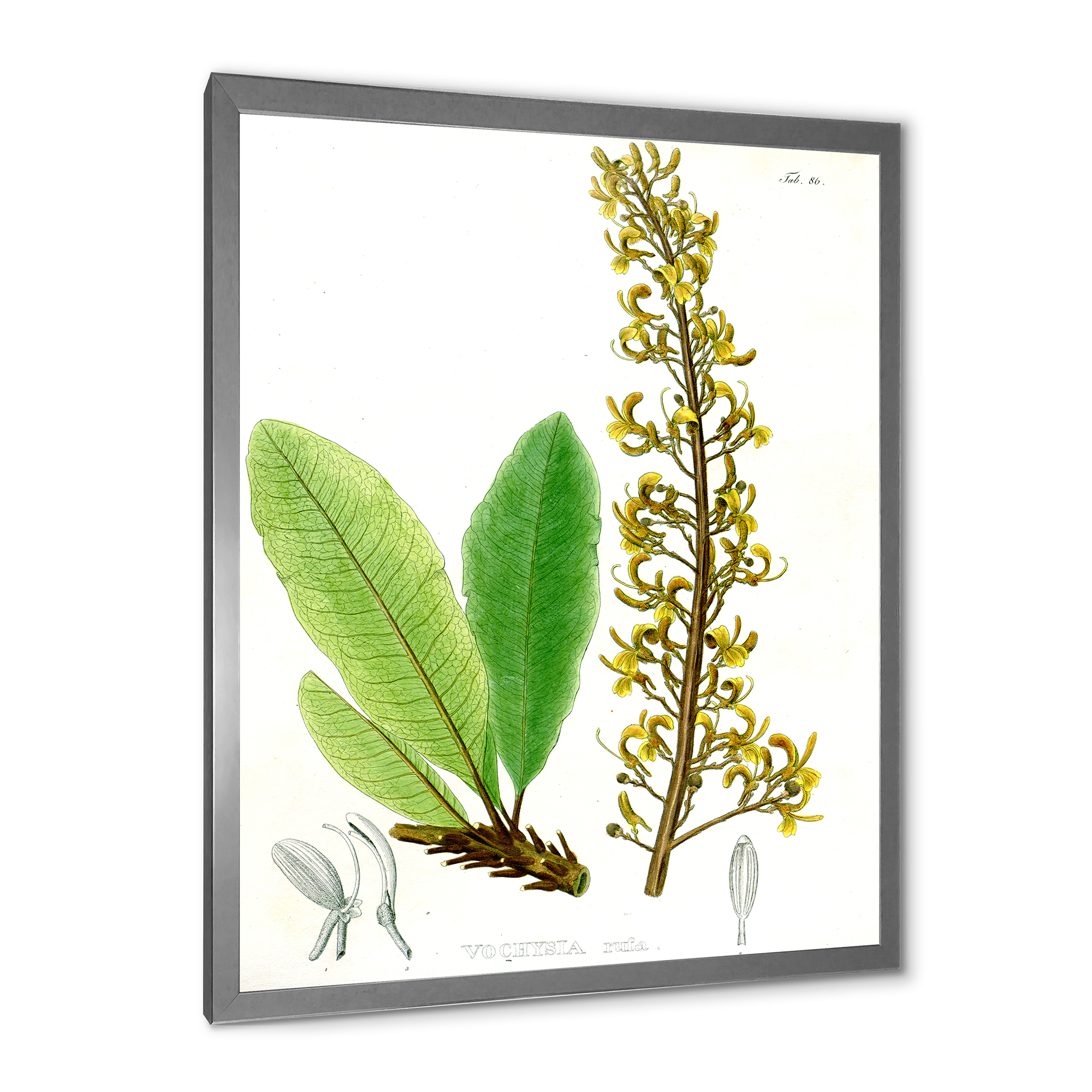 Designart 'Ancient Brazilian Plant IV' Traditional Framed Art Print