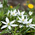 thumbnail image 4 of Easy to Grow Ornithogalum Star of Bethlehem 20 Plant Bulbs, Sun Zones 5-9, 4 of 5