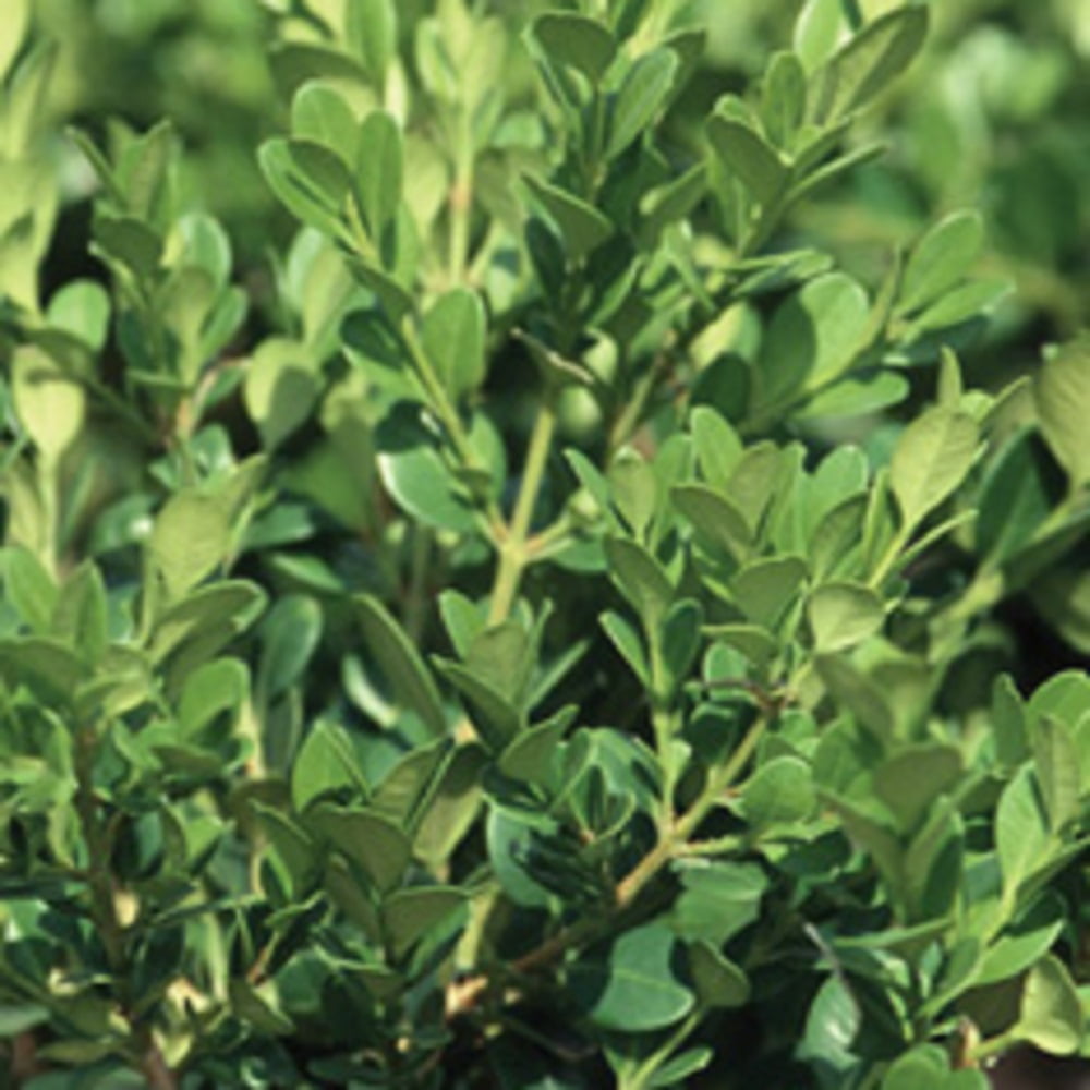 Expert Gardener Green Velvet Boxwood (2.5 Gallon) Low-Maintenance Evergreen Hedge Shrub - Full Sun Outdoor Plant