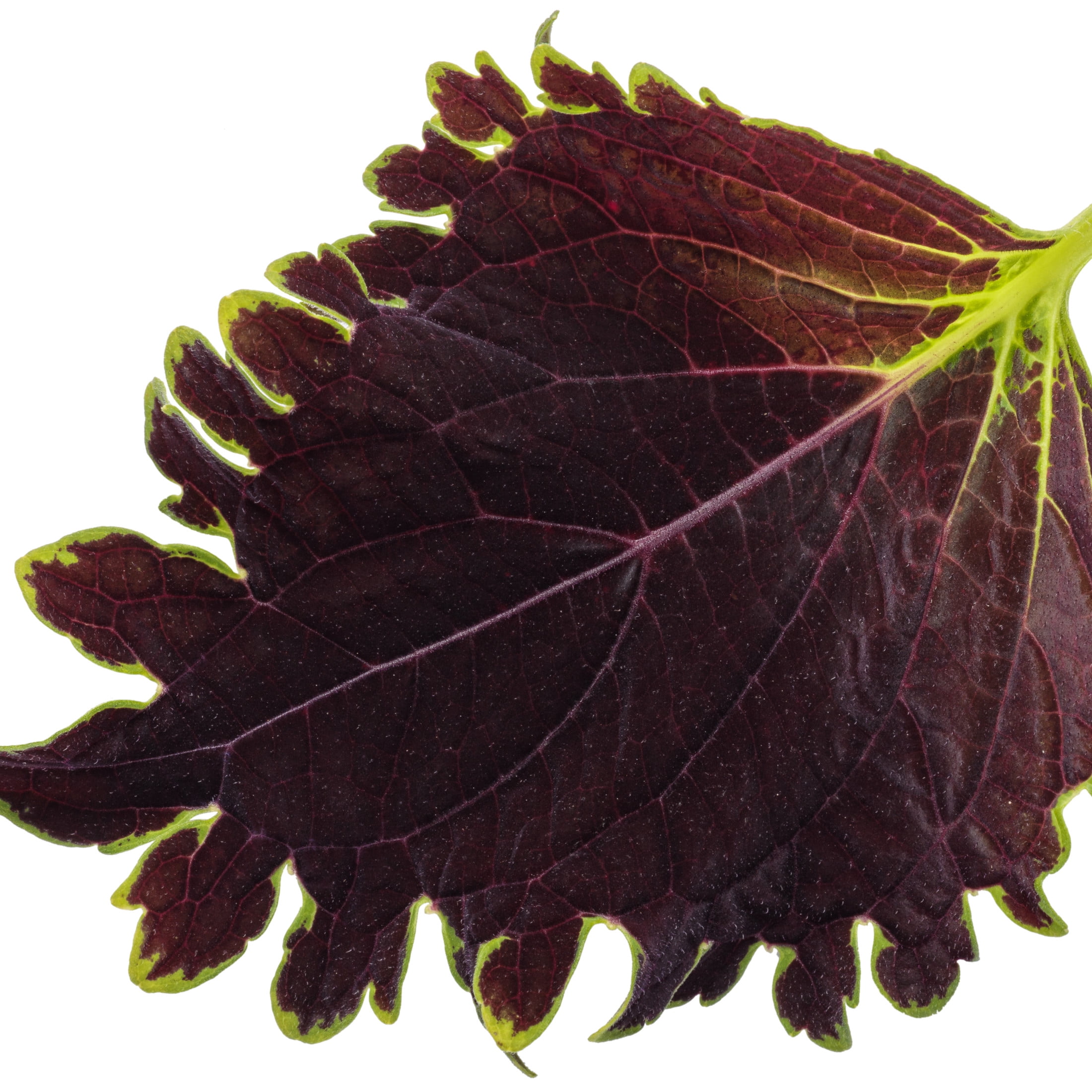 Proven Winners 4" Multicolor ColorBlaze Wicked Witch Coleus Live Plant in 4.25" Pot (4 Count)