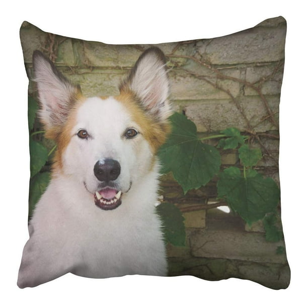 canine cushion