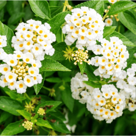 Lantana Trailing White Live for Planting, Perennial Lantana Flowers for Outdoor 4 to 6 Inch Tall, Ship No Pot