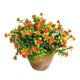 thumbnail image 1 of GOOHOCHY Plantas artificiales, bonsái decorativo de plástico, para decoración del hogar (naranja), 1 of 6