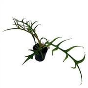 Phildendron Tortum, Phildendron Bipinattifidum, Philodendron Polypodioides Tortum, Skeleton Philo in 2 inch Pot