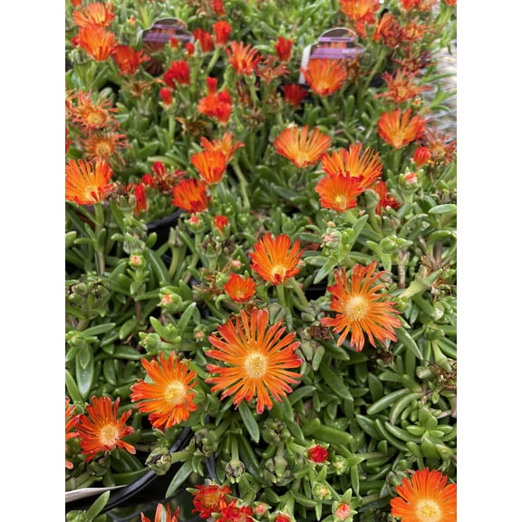 Ocean Sunset™ Orange Vibe Ice Plant - Delosperma - Quart Pot
