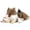 Wolf-4 PCS Brown, variant on MaoGoLan 4pcs Axolotl Stuffed Animals Stuffed Axolotl Glow in the Dark with 3 Plush Axolotl