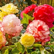 Giant Blooming Begonia Multicolor Flowers - 3 Bulbs - Attracts Butterflies, Bees & Hummingbirds