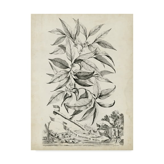 Scenic Botanical IV' Canvas Art by Abraham Munting