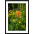 thumbnail image 2 of Art.com USA, Colorado, Uncompahgre National Forest. Indian paintbrush flower close-up. Photographic Print by Jaynes Gallery, Black Frame Wall Art, 17" x 23", 2 of 5
