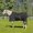Black(BL), variant on Equinavia Norse Lightweight 100g Fill Horse Rain Blanket Waterproof All Weather Lightweight Turnout Sheet