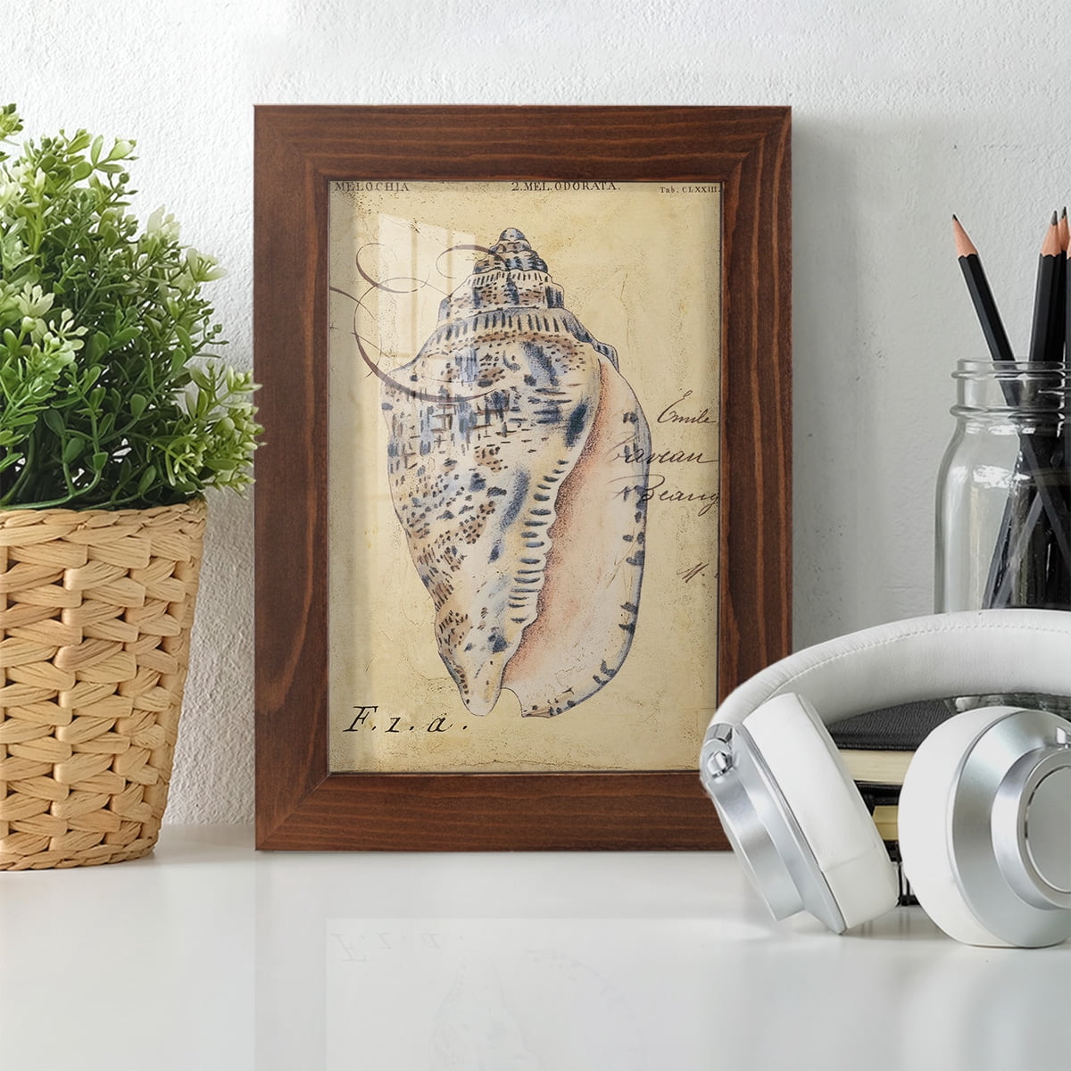 Seashell Ephemera I - Framed Print w/glass - Chestnut