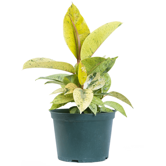 Ficus Shivereana Moonshine | Rubber Tree (M) Live Plants in 6" growers pot