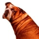 thumbnail image 3 of Almohadas Acolchonadas con Diseño de Mascotas, Conjunto de 2, Lavables, 3 of 9