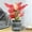 Gray, variant on Specollect Transpare Plants Station - Desktop Plant Terrarium Glass Hydroponic Vases, Water Plant Propagating Jars, Gardening Gifts for Women Mom Plant Lovers (Separated Tray Style)