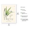 thumbnail image 2 of Parlor Palm (Chamaedorea elegans) - Vintage Botanical Illustration by Carl Friedrich Philipp von Martius c.1820s - Fine Art Matte Paper Print (Unframed) 11x14in, 2 of 4