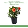 thumbnail image 3 of American Plant Exchange Double Peach Hibiscus Live Bush in 10" Pot, Full Sun, Pet Friendly, 3 of 6