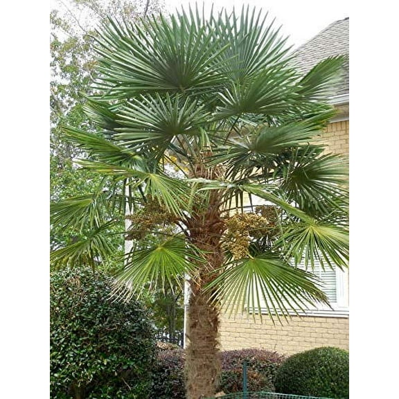 Soothing Nature Garden 15 Windmill Palm Tree Seeds, Cold Hardy