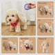 thumbnail image 4 of Juguete de peluche para cachorros y perros TUMAMA con control remoto interactivo, 4 of 8