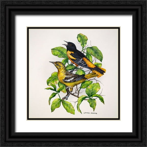 Harris, James 12x12 Black Ornate Wood Framed with Double Matting Museum Art Print Titled - Northern Orioles