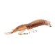 thumbnail image 4 of Modelo de animal marino Hugo Figuras Marinas, 4 of 9