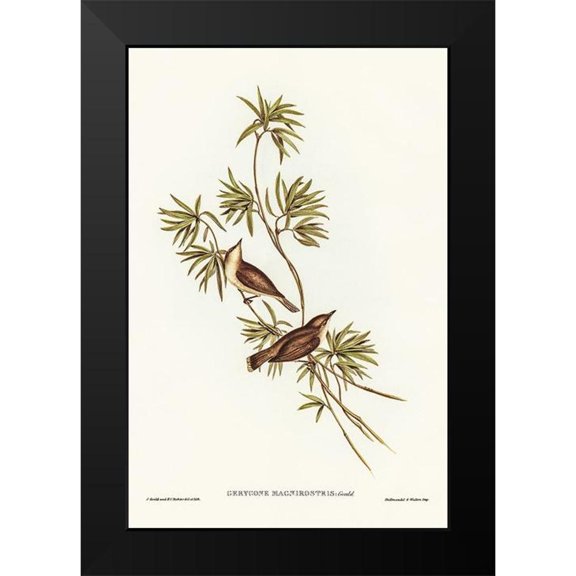 Gould, John 11x14 Black Modern Framed Museum Art Print Titled - Great-billed Gerygone-Gerygone magnirostris