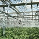 thumbnail image 4 of Ganfancp Gancho para Tomates Clips de Soporte para Tomates Soporte para Tomates Contra Pellizcos Ofertas Del Día Sólo En Línea 8X Ganchos para Plantas y Hortalizas, 4 of 4