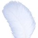 thumbnail image 3 of AWAYTR Plumas de avestruz naturales de 18 a 20 pulgadas (45 a 50 cm) para centros de mesa de boda, decoración del hogar, arreglos florales, decoraciones navideñas de bricolaje (10 unidades, blanco-1), 3 of 4