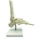 thumbnail image 3 of Esqueleto Humano 1:1 Modelo de AnatomíA del Pie, Pie y Tobillo con VáStago Modelo AnatóMico Recursos de EnseñAnza de AnatomíA, 3 of 6