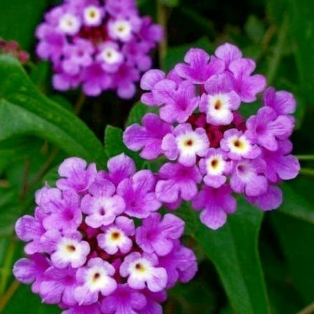 2 Lavender Trailing Lantana Plants Live, Lantana Perennial for Outdoor Garden, 4 to 6 Inch
