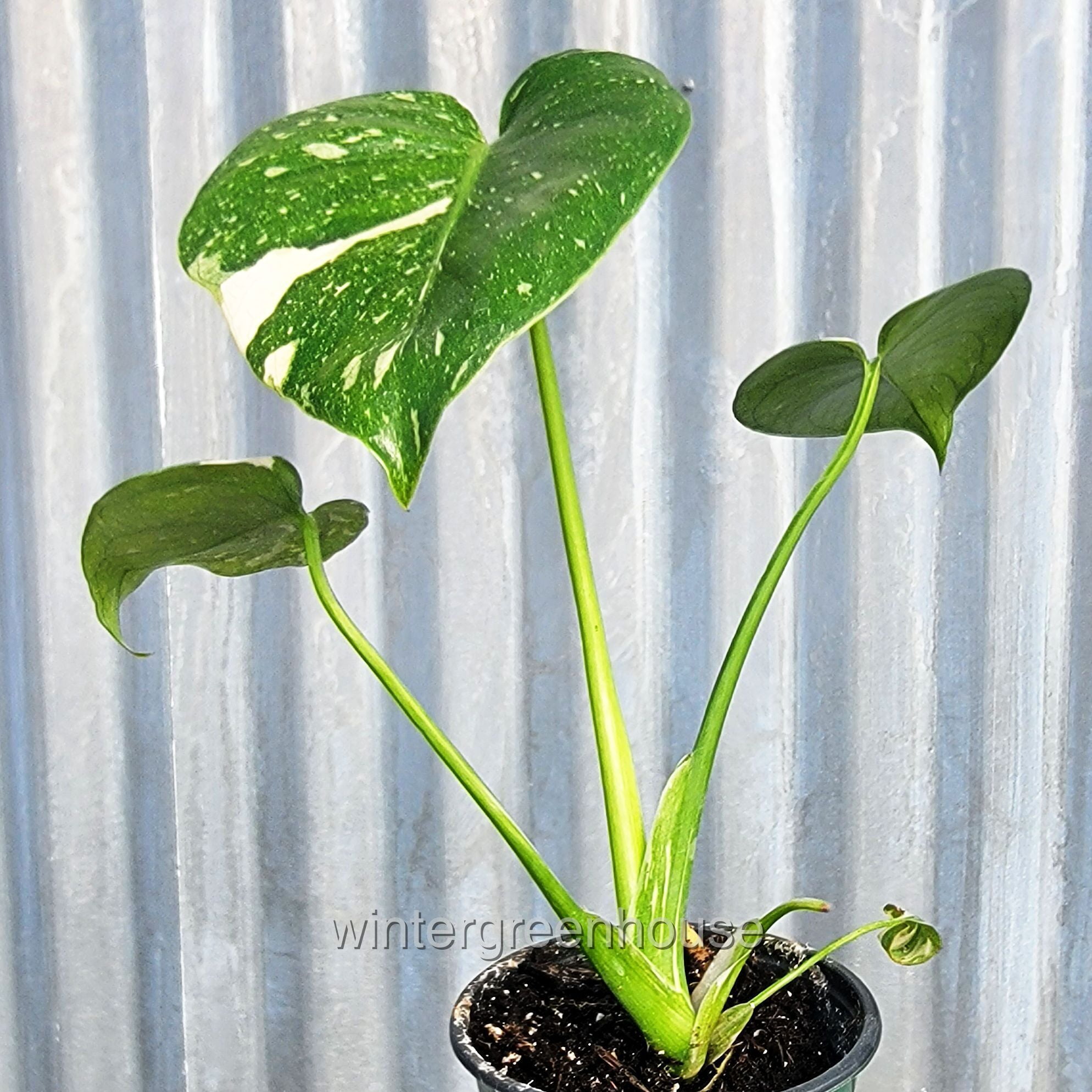 Monstera Deliciosa, Thai Constellation, Split-Leaf Nigeria | Ubuy
