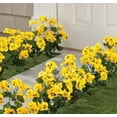 thumbnail image 2 of 10 in. Yellow Pansy Bush, 2 of 3