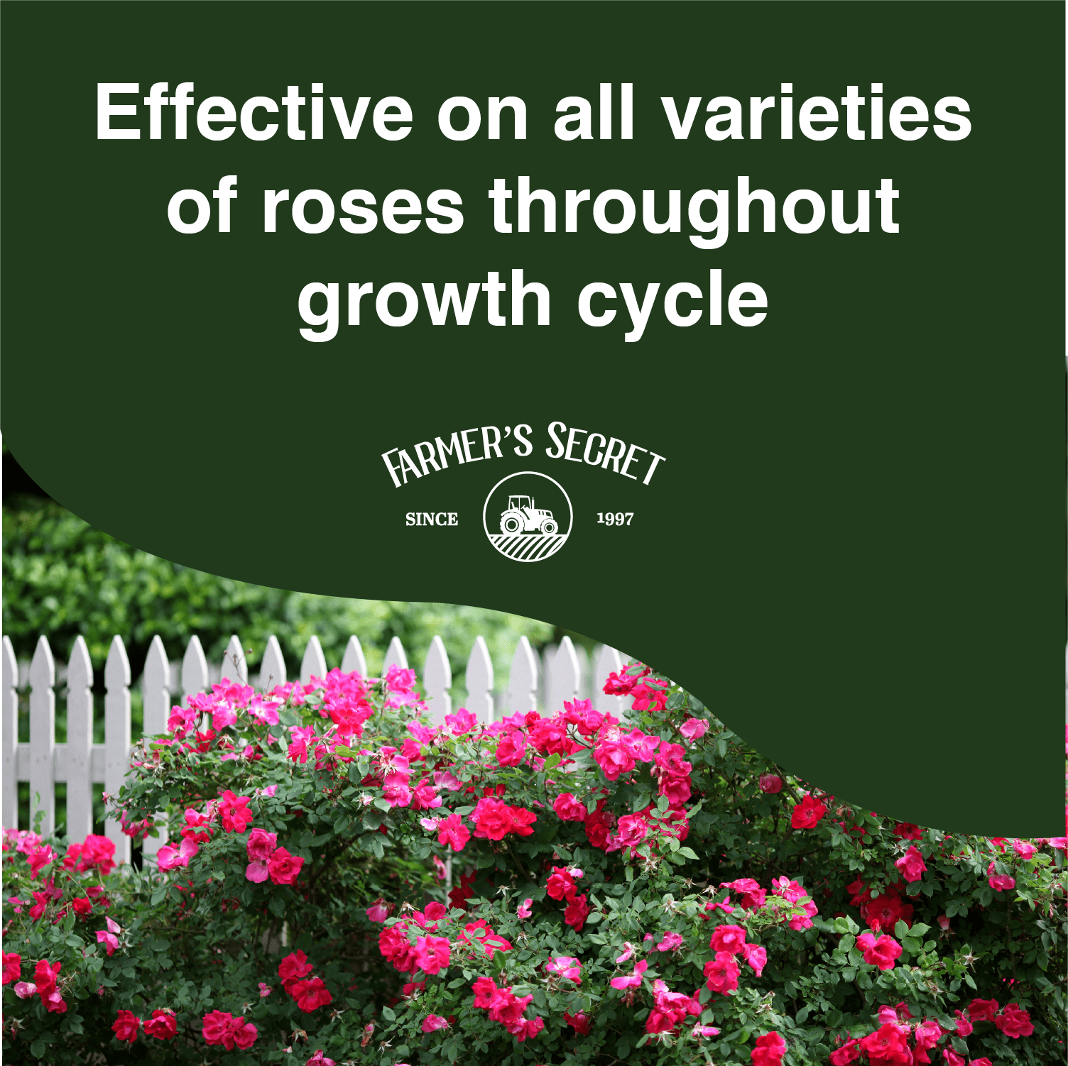 Farmer's Secret Rose Booster Fertilizer (32oz) - Super Concentrated - Formulated for all Types of Roses throughout the Life Cycle - Encourages Healthy Growth and Vibrant Blooms