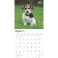 thumbnail image 3 of BrownTrout, Jack Russell Terrier Puppies 2025 Wall Calendar, 3 of 4